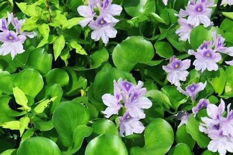 白茶打什么催芽好