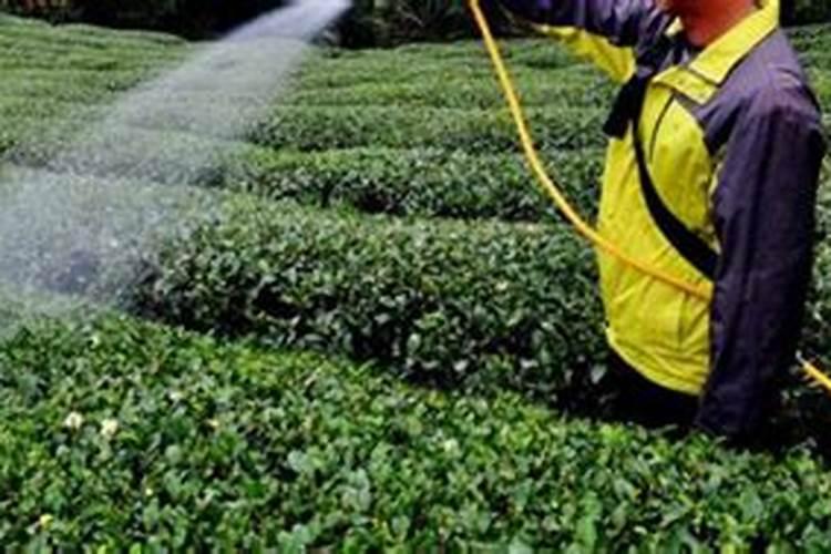 氮肥养花使用方法有什么？