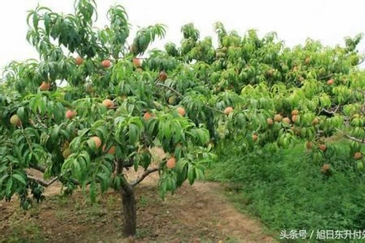 荔枝幼果期能施高钾复合肥吗？