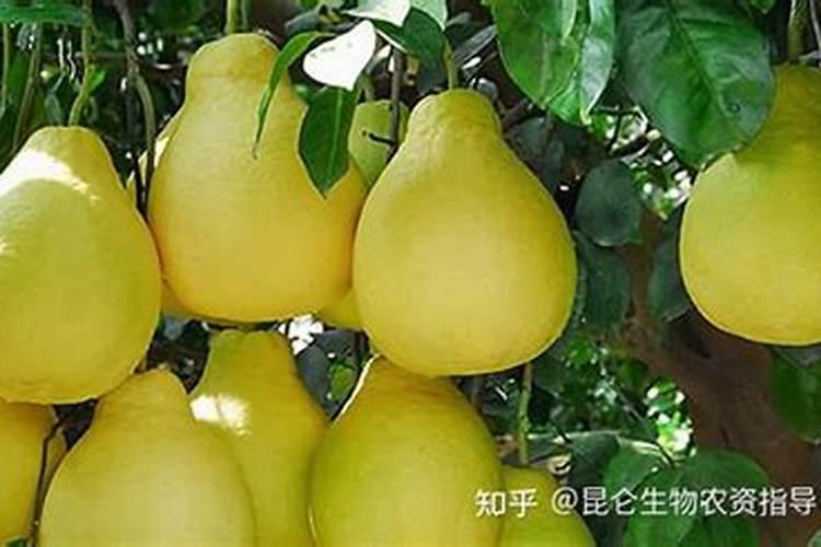 柚子施什么肥最甜柚子施什么肥比较甜