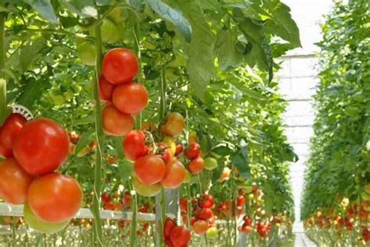 种植蒜苗施什么肥料最好(用什么底肥长苗快又不伤苗)
