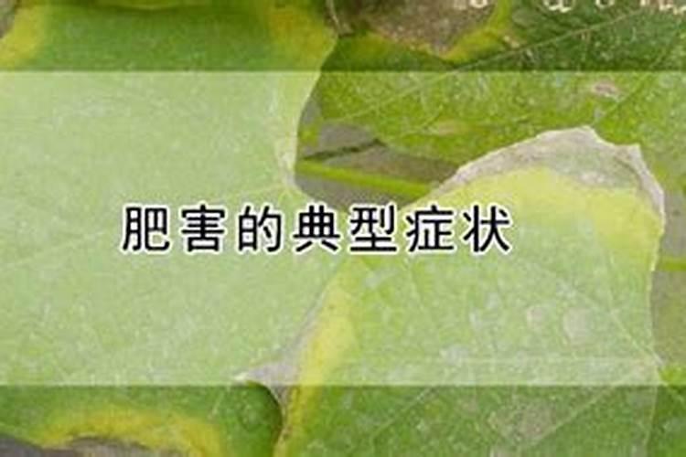 芸苔素内酯是叶面肥吗？芸苔素是什么？芸苔素的使用误区及方法百度知 ...