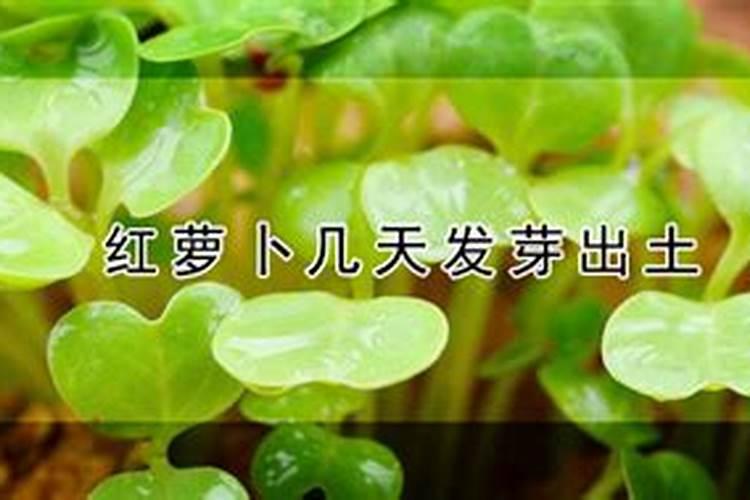 红皮萝卜种植时间和方法