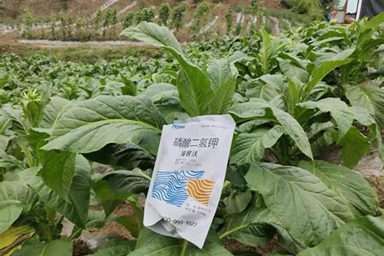 想买国投罗钾的罗布泊硫酸钾,效果怎么样？