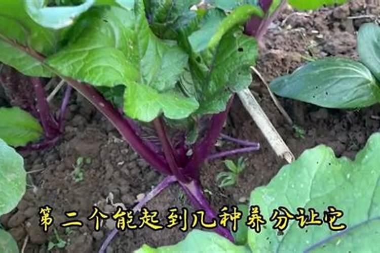 红菜苔用什么肥料长得更快