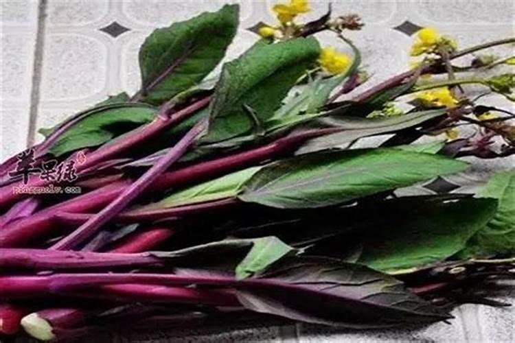 种植红菜苔需要施什么肥料,施肥时需要注意什么