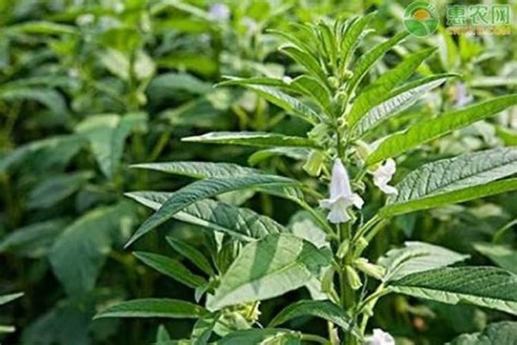 芝麻开花期间有哪些相关管理技巧？