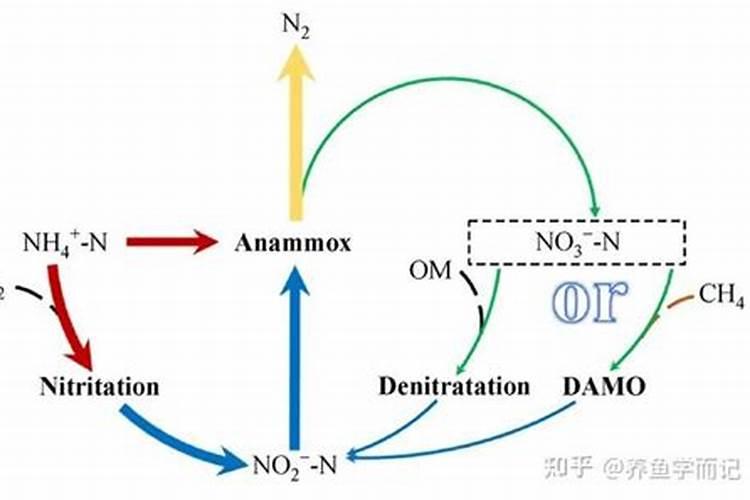 氨氮高了怎么处理,氨氮是怎么形成的