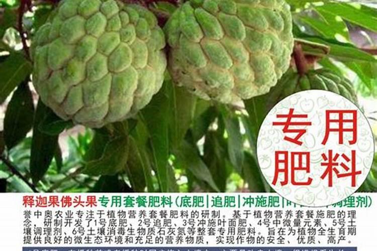 在家释迦怎么种植 在家种植释迦的方法