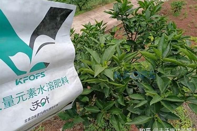 小果树施什么肥长的快