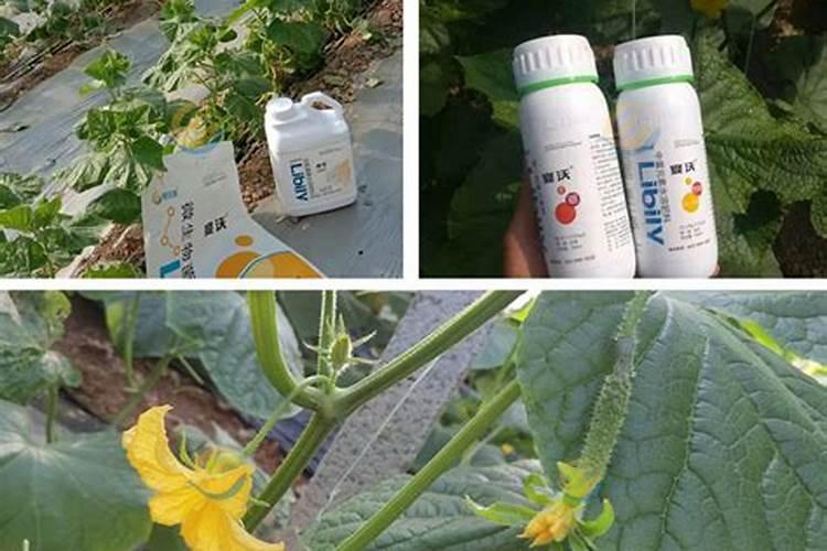 大棚里初栽阳光玖槐使用什肥料？
