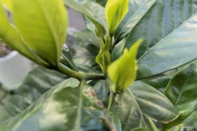 阳光玫瑰葡萄怎么种植技术