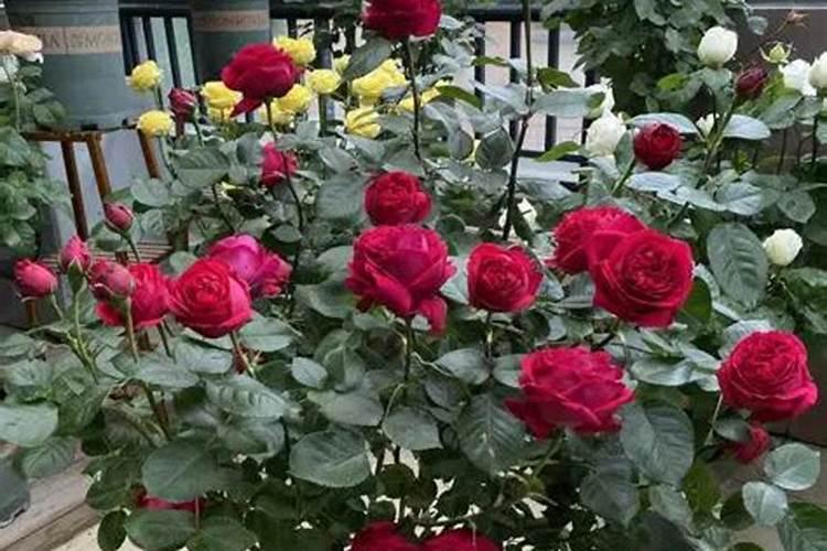 给月季和栀子花咋样施磷酸二氢钾肥