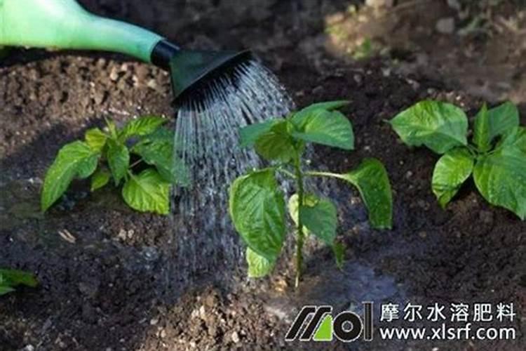 磷肥适用哪些植物