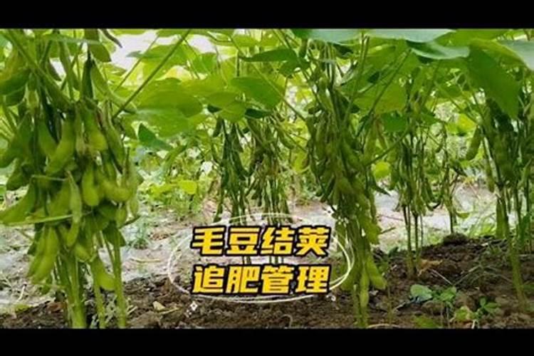 种植黄豆为什么底肥不能施得太多了？原因是什么呢？