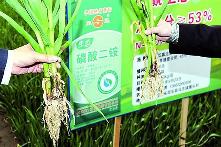 大蒜春季追肥有哪些技巧？应该采用什么配方？