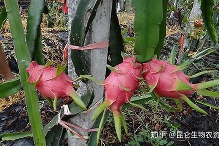 火龙果怎样膨大？用什么药？