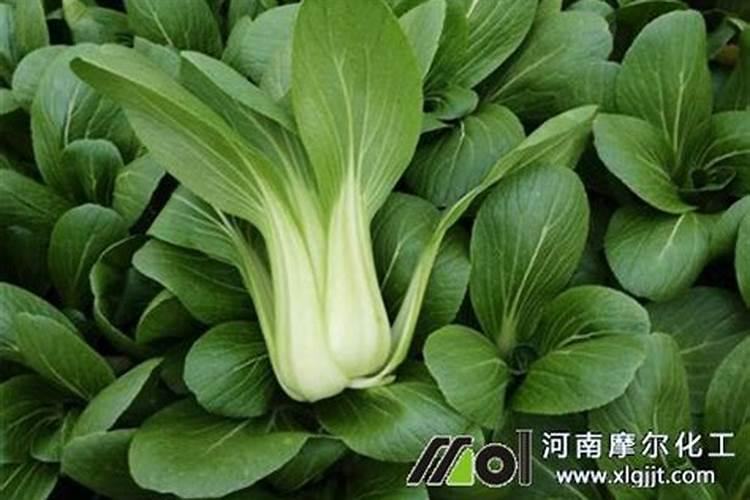 什么是硝态氮复合肥