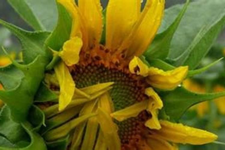 芸苔素除草剂渗透剂玉米叶面肥能一起打吗？