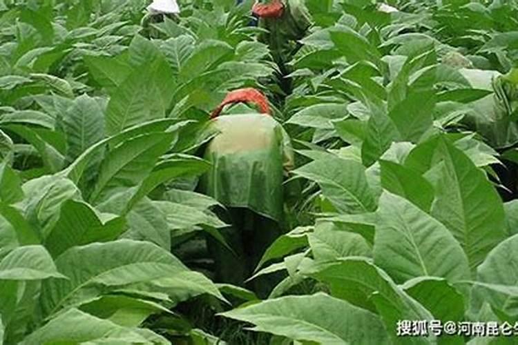 种烤烟用什么肥料好？