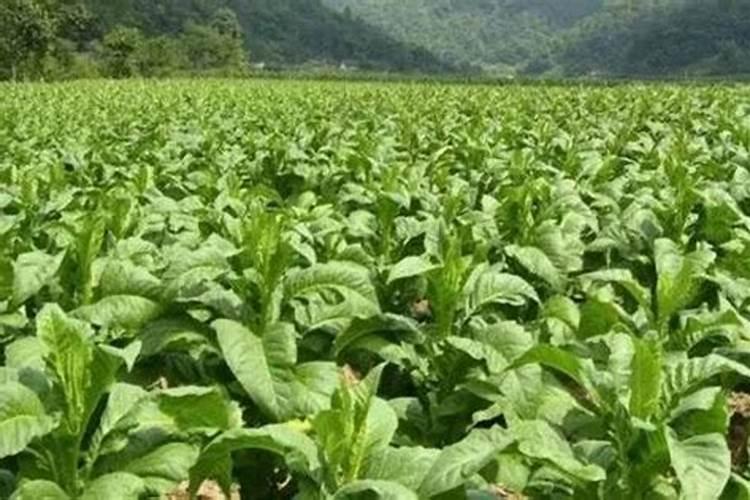 烟叶实施农药时误用了草甘膦怎么办？