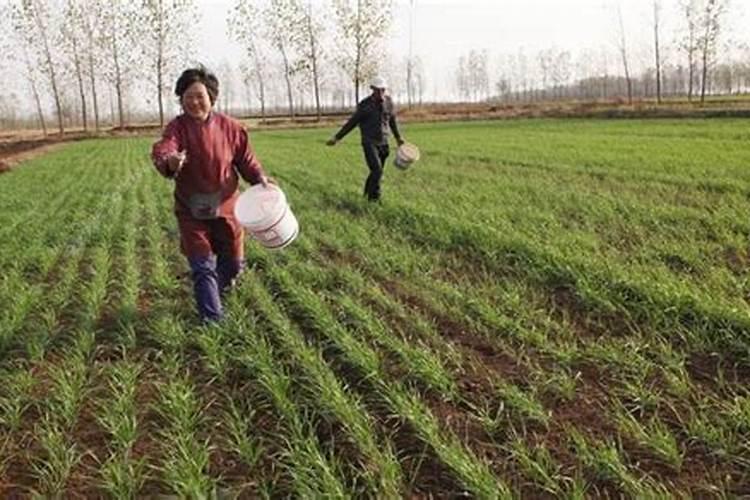 春季低温阴雨天气,如何做好油菜管理呢？