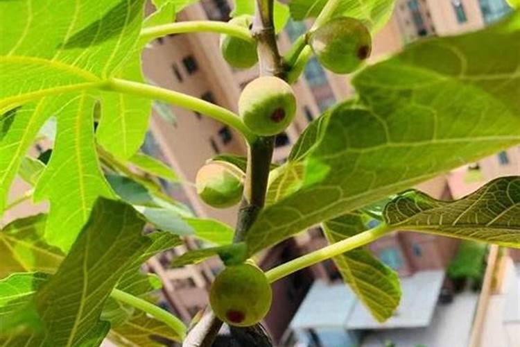 无花果幼苗怎么施肥 合理施肥时间