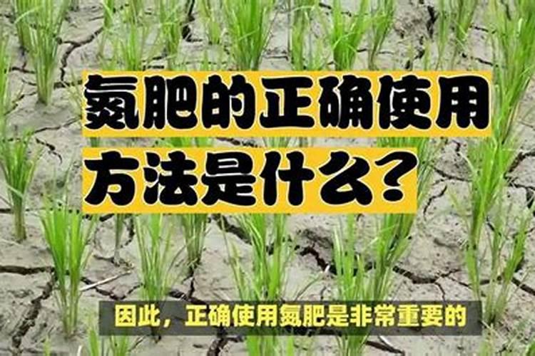 复合肥是撒还是埋肥效好(复合肥撒施好还是埋施使用正确)