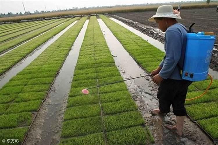 复合肥的最佳使用方法 怎么用效果更好