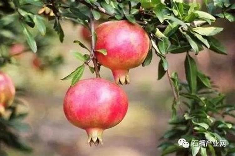 脐橙冬肥施什么肥好