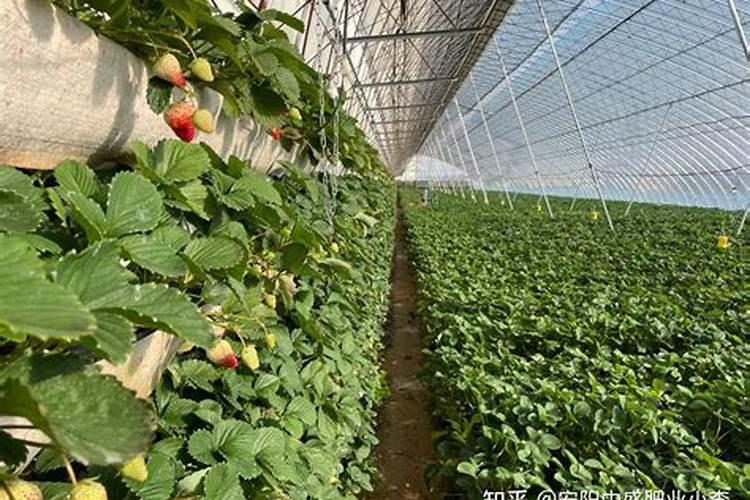 草莓🍓上用磷酸二氢钾有什么好处？