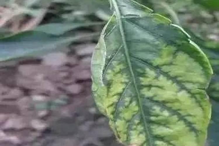 玉米追肥用尿素还是复合肥