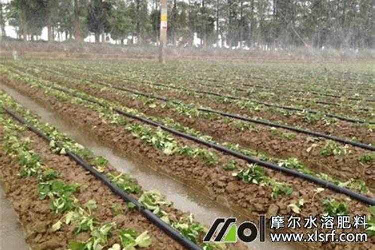 水溶肥浇地的方法
