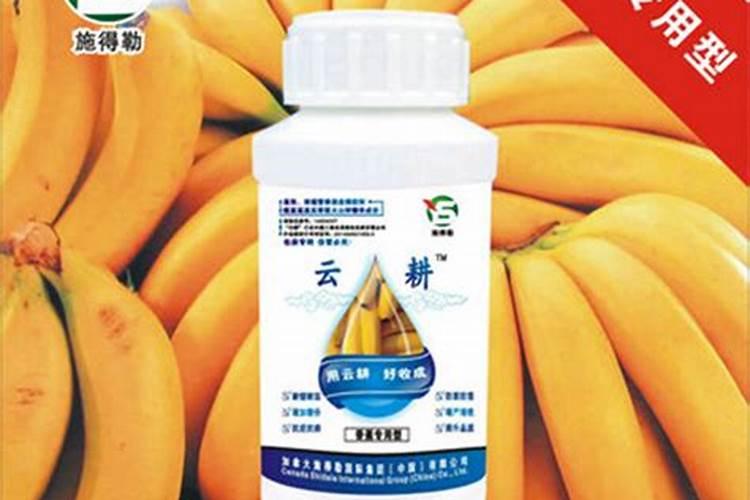 香蕉迟抽蕾怎么办 管理要点简介