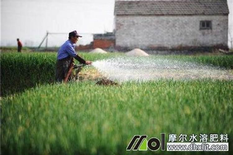 尿素喷叶面肥的用量