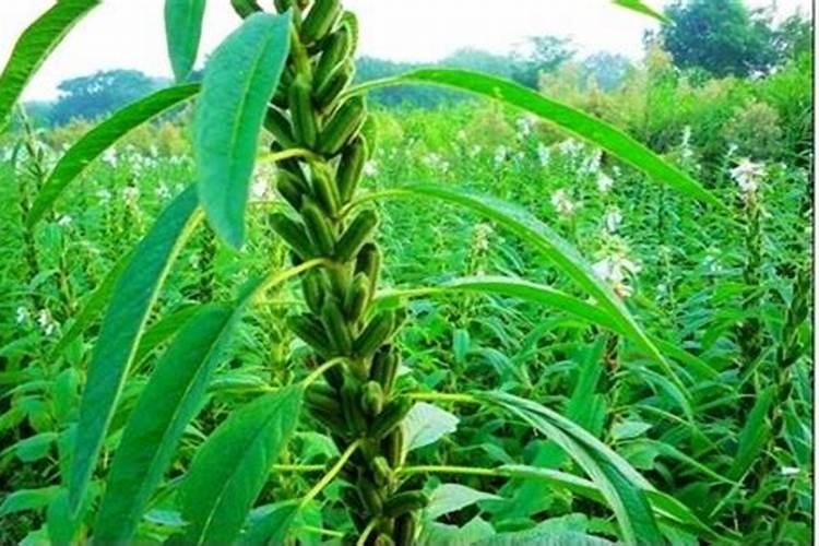 种芝麻用什么肥料好