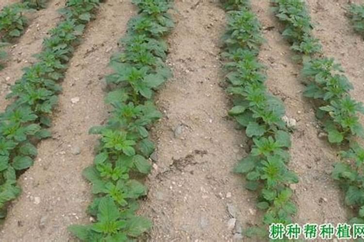 怎样种芝麻才能高产 种芝麻用什么肥料好
