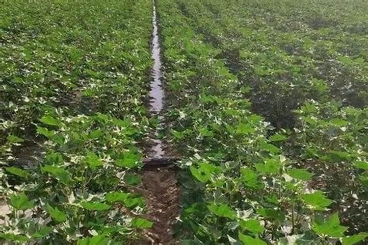 棉花中后期用什么肥料好 可以施加复合肥吗