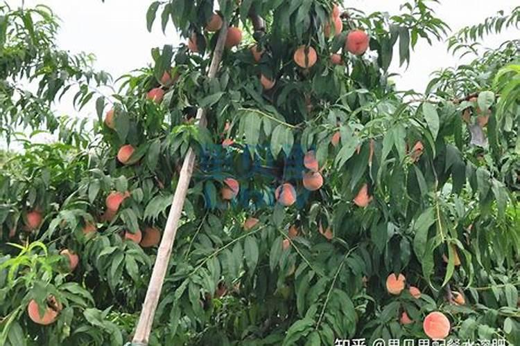 火龙果要用什么肥料才能很快地生长