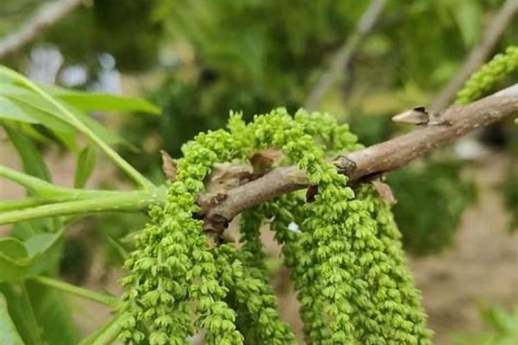 2年樱桃树施多少肥合适