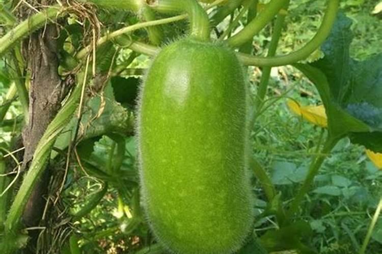 无花果树怎么种植方法