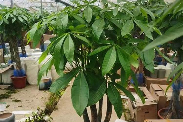 枇杷树用什么肥料最好