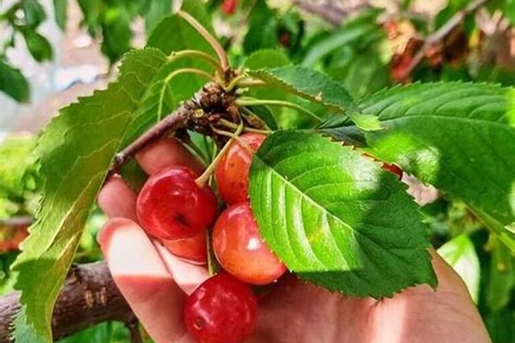 新鲜贡菜是什么菜长什么样子图片新鲜贡菜叶子可以吃吗