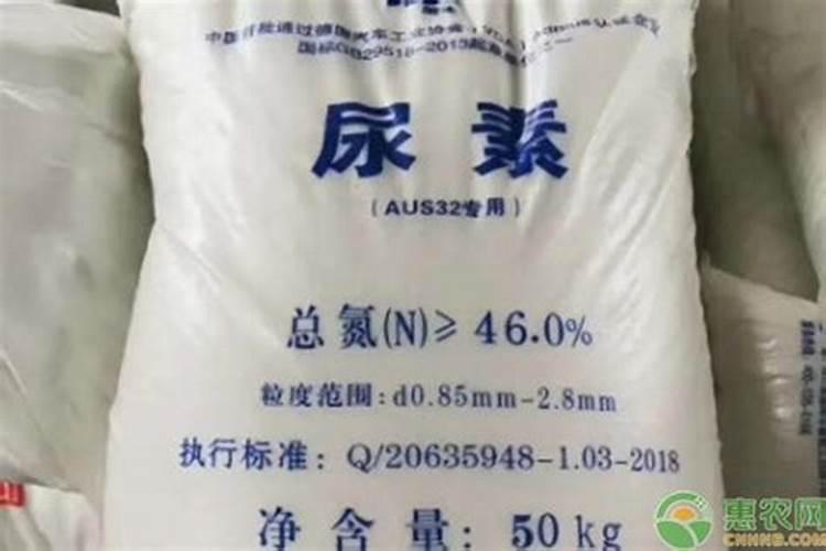 干贡菜的叶子和前面的嫩梢能不能吃啊？