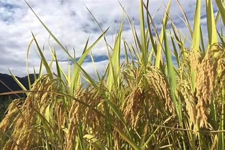苹果树什么时候浇水好？有什么要注意的