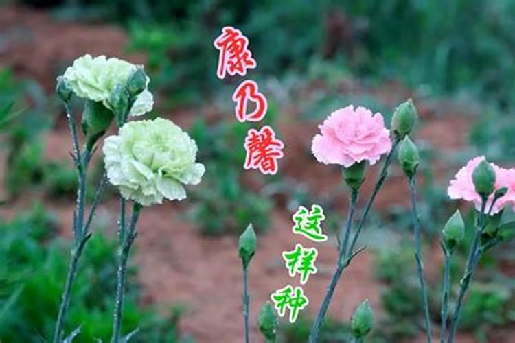 什么肥料快速生长