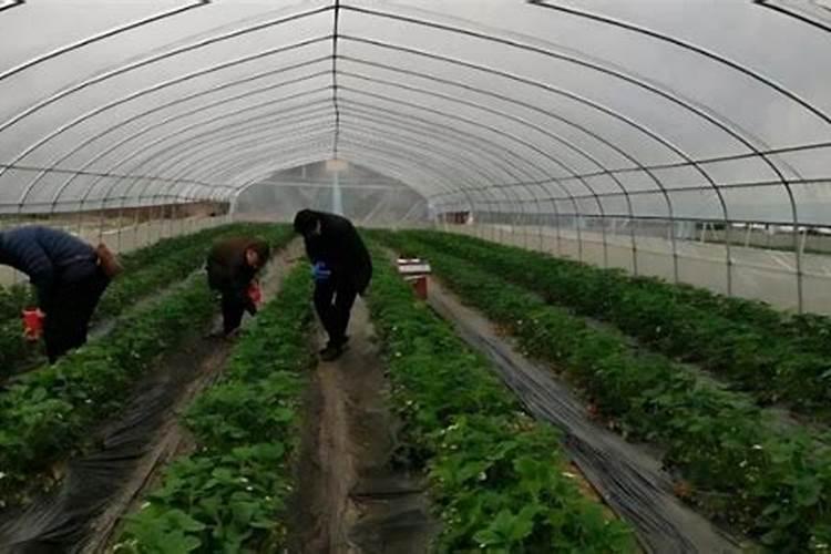 大葱施肥能不能用尿素 使用注意事项有哪些