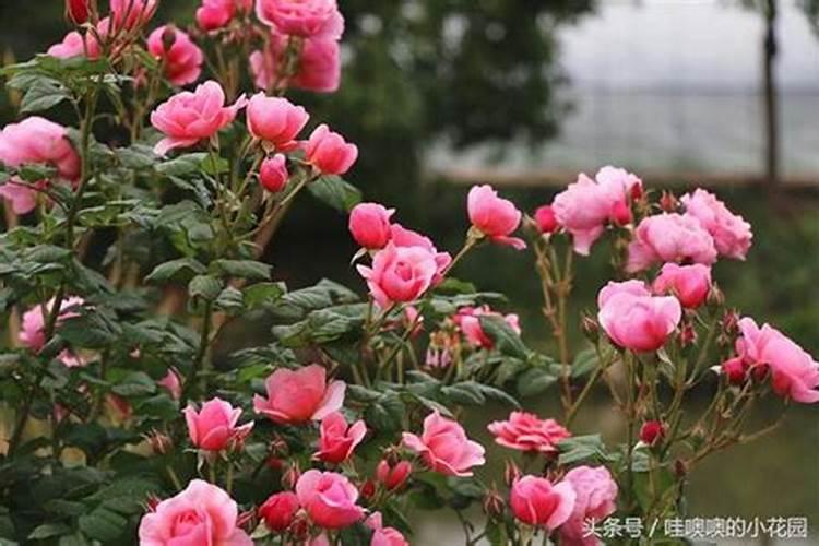 月季花苞期施什么肥