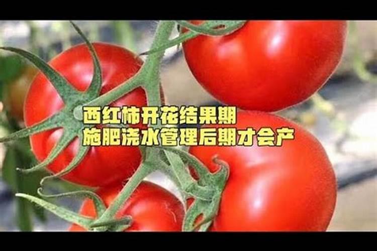 西红柿挂果后施什么肥？