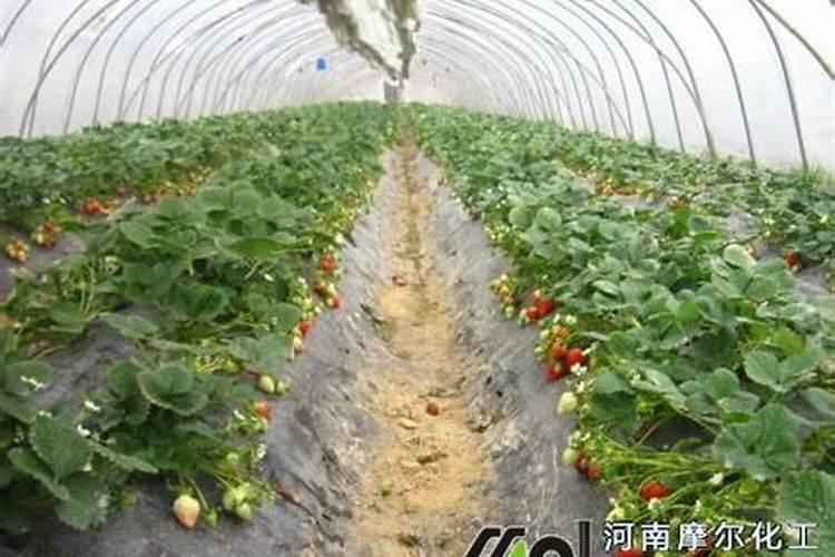 草莓苗趴下去是什么原因？